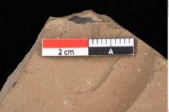 Foto (Detailansicht) von Pinus hepios Unger (NHMW-GEO-2024-0188-0217)